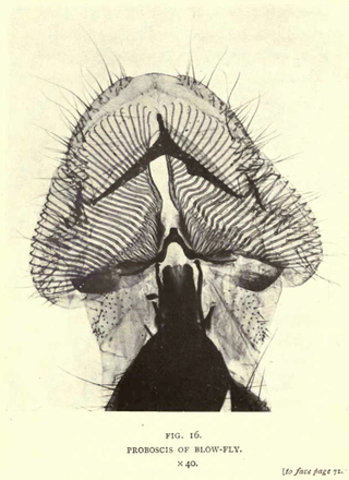 Illustration for article titled 110 Years Ago, These Microscopic Photos Horrified Londoners